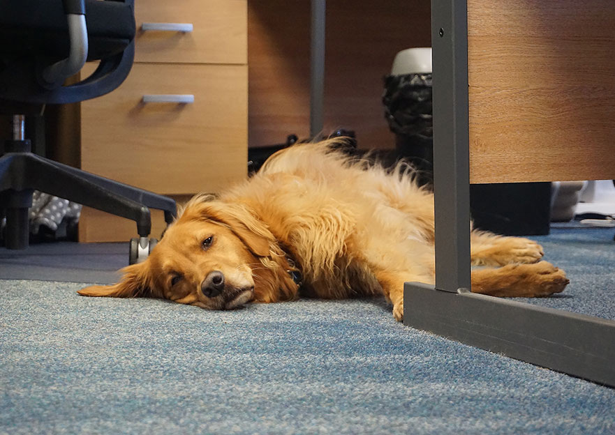 Not everyone in the team takes it too seriously Photograph of a red retriever dog lying on the floor of an office, looking at the camera.
